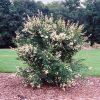 Privet Cheyenne Common #10 - Image 2